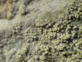[Cryptothecia granularis]