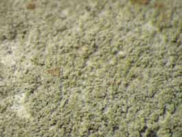 [Cryptothecia sp.]