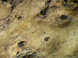 [Cryptothelium sp.]