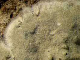 [Dichosporidium boschianum]