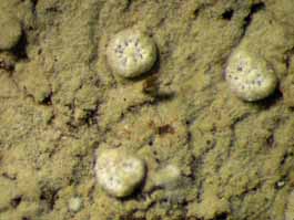[Dichosporidium boschianum]