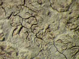 [Diorygma hieroglyphicum]