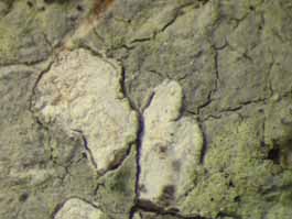 [Diorygma pruinosum]