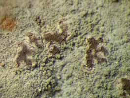 [Diorygma rufopruinosum]