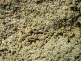 [Diorygma rufopruinosum]