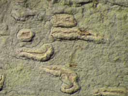 [Diorygma reniforme]