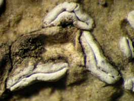 [Dyplolabia afzelii]