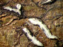 [Dyplolabia afzelii]