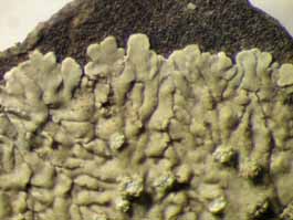 [Dirinaria picta]