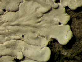 [Dirinaria picta]