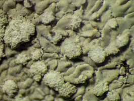 [Dirinaria picta]