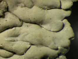 [Dirinaria picta]