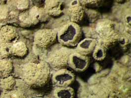 [Dirinaria picta]