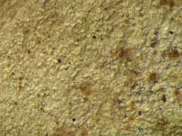 [Echinoplaca pellicula]