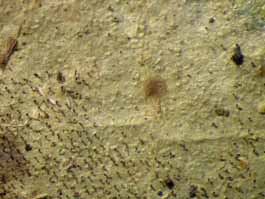 [Echinoplaca pellicula]