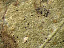 [Echinoplaca pellicula]