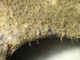 [Echinoplaca sp.]