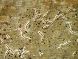 [Enterographa angustissima]