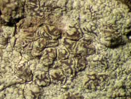 [Enterographa divergens]
