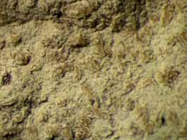 [Enterographa pallidella]