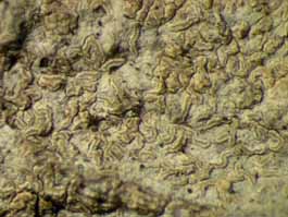 [Enterographa pallidella]