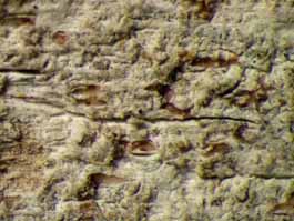 [Enterographa pallidella]