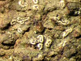 [Enterographa tropica]