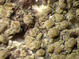 [Enterographa sp.]