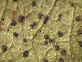 [Eremothecella palmulacea]