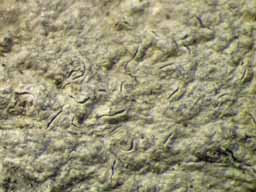 [Fissurina cf.  incrustans]