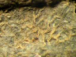 [Fissurina cf.  incrustans]