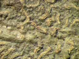 [Fissurina cf.  incrustans]