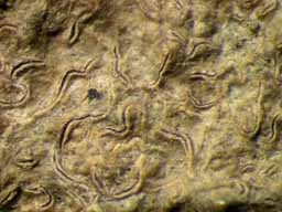 [Fissurina cf.  incrustans]