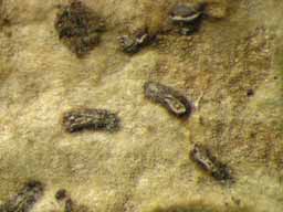 [Fissurina sp. A]
