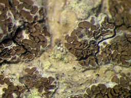 [Glyphis cicatricosa]