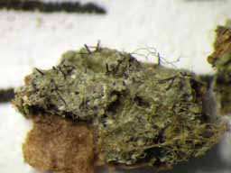 [Gyalideopsis sp.]