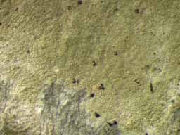 [Gyalideopsis sp.]