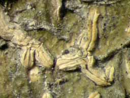 [Hemithecium chrysenteron]