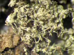 [Jamesiella perlucida]