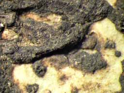 [Laurera phaeomelodes]