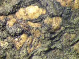 [Laurera phaeomelodes]