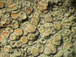 [Lecanora helva]