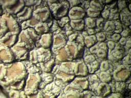 [Lecanora helva]
