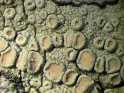[Lecanora helva]