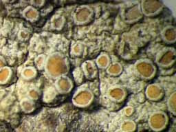 [Lecanora helva]