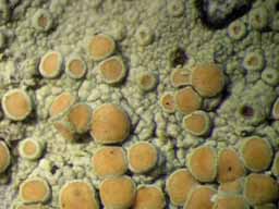 [Lecanora helva]