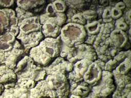 [Lecanora sp.]