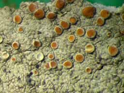 [Lecanora sp.]
