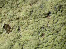 [Lepraria sp. A]