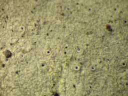 [Leucodecton occultum]